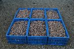 90kg Goede NOTEN uit mijn tuin. 2,50 EURO PER KG., Ophalen