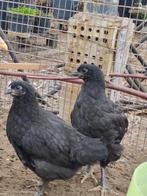 Jersey giant kippen en hanen van 10 weken, Dieren en Toebehoren, Kip