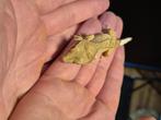 Wimpergekko, Dieren en Toebehoren, Hagedis, 0 tot 2 jaar
