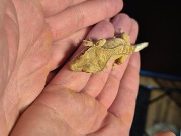 Wimpergekko beschikbaar voor biedingen