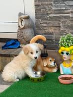 Bordercollie pups, Dieren en Toebehoren, België, CDV (hondenziekte), 8 tot 15 weken, Meerdere