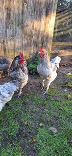 Silverudd haan, Dieren en Toebehoren, Pluimvee, Mannelijk, Kip