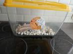 Aquarium, Dieren en Toebehoren