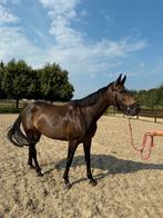 6 jarig amateur paard, Dieren en Toebehoren, Paarden, Merrie, B, Gechipt, 3 tot 6 jaar