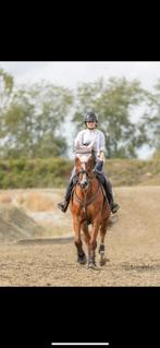 Lieve ruin, Dieren en Toebehoren, Springpaard, Gechipt, Ruin, Zadelmak