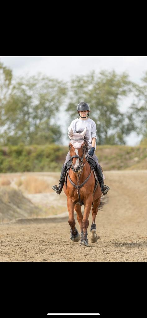 Lieve ruin, Dieren en Toebehoren, Paarden, Ruin, Zadelmak, 165 tot 170 cm, 11 jaar of ouder, Springpaard, Met stamboom, Gechipt