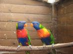 je recherche un jeune couple de loris blauwbergen, Plusieurs animaux, Perroquet, Bagué