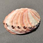 Grote rode Abalone/Parelmoerschelp, Ophalen of Verzenden, Schelp(en)