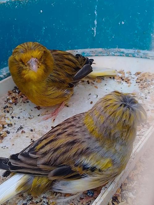 VERSCHILLENDE GLOSTER KANARIES met KUIFJE van 2024 geringd, Dieren en Toebehoren, Vogels | Kanaries, Zangkanarie, Meerdere dieren