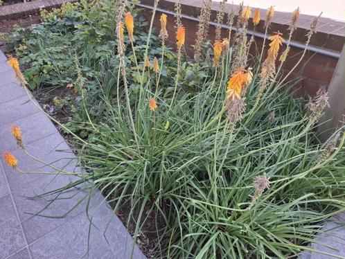 Stekjes van vuurpijlen, Tuin en Terras, Planten | Tuinplanten, Vaste plant, Overige soorten, Ophalen