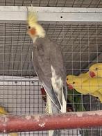 Valkparkiet mannen 2025, Mannelijk, Parkiet, Geringd