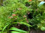 Neocaridina garnalen rood, Animaux & Accessoires, Poissons | Poissons d'aquarium