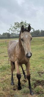 Valk jaarling E pony, Dieren en Toebehoren, Paarden, Minder dan 160 cm, 0 tot 2 jaar, Hengst, Onbeleerd