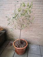 Olive tree in pot, Tuin en Terras, Ophalen, In pot