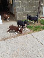 Border collie pups, Dieren en Toebehoren, België, Fokker | Hobbymatig, CDV (hondenziekte), 8 tot 15 weken