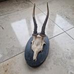 Gewei ree, Verzamelen, Ophalen