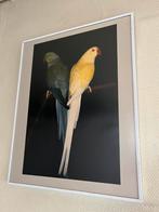 Fotokader halsbandparkieten., Ophalen, Gebruikt