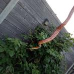 Rode ratten slang, Slang, Met terrarium, 3 tot 6 jaar