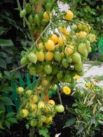 Barry's Crazy Cherry, Verzenden