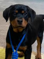 Rottweiler pups, Dieren en Toebehoren, België, CDV (hondenziekte), 8 tot 15 weken, Meerdere