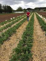Aardbeiplanten, Tuin en Terras, Planten | Fruitbomen, Ophalen, Overige soorten