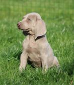Weimaraner pup, Dieren en Toebehoren, België, CDV (hondenziekte), 8 tot 15 weken, Eén hond