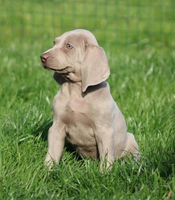 Weimaraner pup beschikbaar voor biedingen