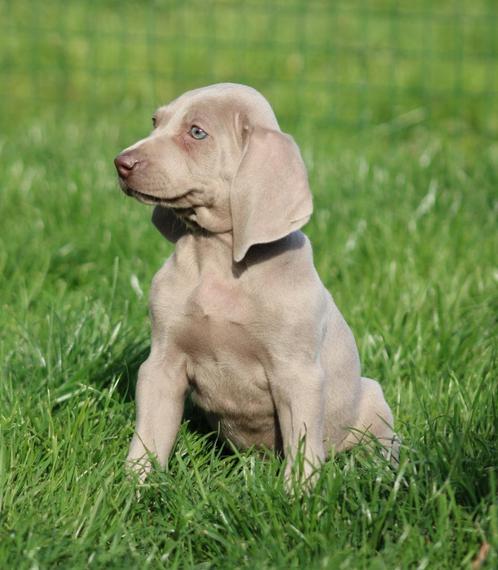 Weimaraner pup, Dieren en Toebehoren, Honden | Beagles, Bassets en Lopende honden, Reu, Overige rassen, Fokker | Professioneel