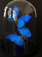 Envolee de 2 Papillons Exotiques Morpho Didius sous globe, Collections, Collections Animaux, Insecte, Animal empaillé, Enlèvement ou Envoi