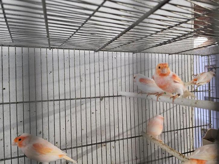 Mozaïek kanaries, Dieren en Toebehoren, Vogels | Kanaries