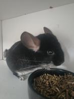 Duo jonge chinchilla bokjes, Dieren en Toebehoren, Chinchilla, Mannelijk, December, Tam