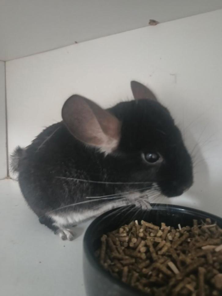 Duo jonge chinchilla bokjes, Dieren en Toebehoren, Knaagdieren, Mannelijk, Chinchilla, December, Tam