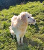 Golden retriever pup, Dieren en Toebehoren, Honden | Retrievers, Spaniëls en Waterhonden, CDV (hondenziekte), Meerdere, Golden retriever