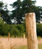 Robinia palen geschild en gepunt in diverse maten, Ophalen, Nieuw, Palen
