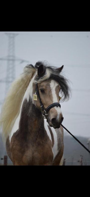Staat ter dekking Tinkerhengst Irish Cob beschikbaar voor biedingen