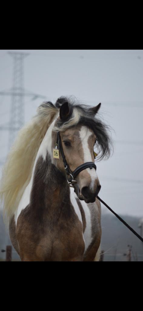 Staat ter dekking Tinkerhengst Irish Cob, Dieren en Toebehoren, Pony's, Hengst