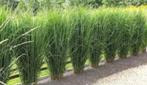 Siergrassen, Tuin en Terras, Planten | Tuinplanten, Ophalen, Volle zon, Vaste plant, Siergrassen