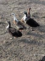 Indische loopeend (man), Dieren en Toebehoren, Pluimvee