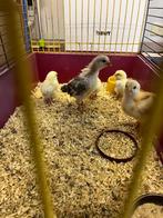 5 prachtige kippen kuikentjes (1 à 3 weken oud)., Dieren en Toebehoren, Meerdere dieren, Kip