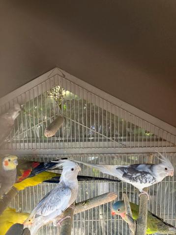 HALF TAMME WITTE EN GELE VALKPARKIETEN NU 50 EURO/VOGEL beschikbaar voor biedingen