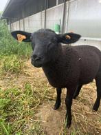 Bok te koop, Dieren en Toebehoren, Schapen, Geiten en Varkens, Mannelijk, Schaap, 0 tot 2 jaar