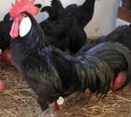 Jonge raszuivere grote Minorca haan, Animaux & Accessoires, Volatiles, Mâle, Poule ou poulet