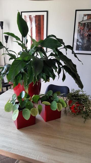 4 cache-pots rouges 2 carrés 15cm, 1 rond, 1 grand 30cm beschikbaar voor biedingen