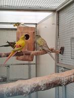 Bergparkiet mutaties 2025, Meerdere dieren, Parkiet, Geringd