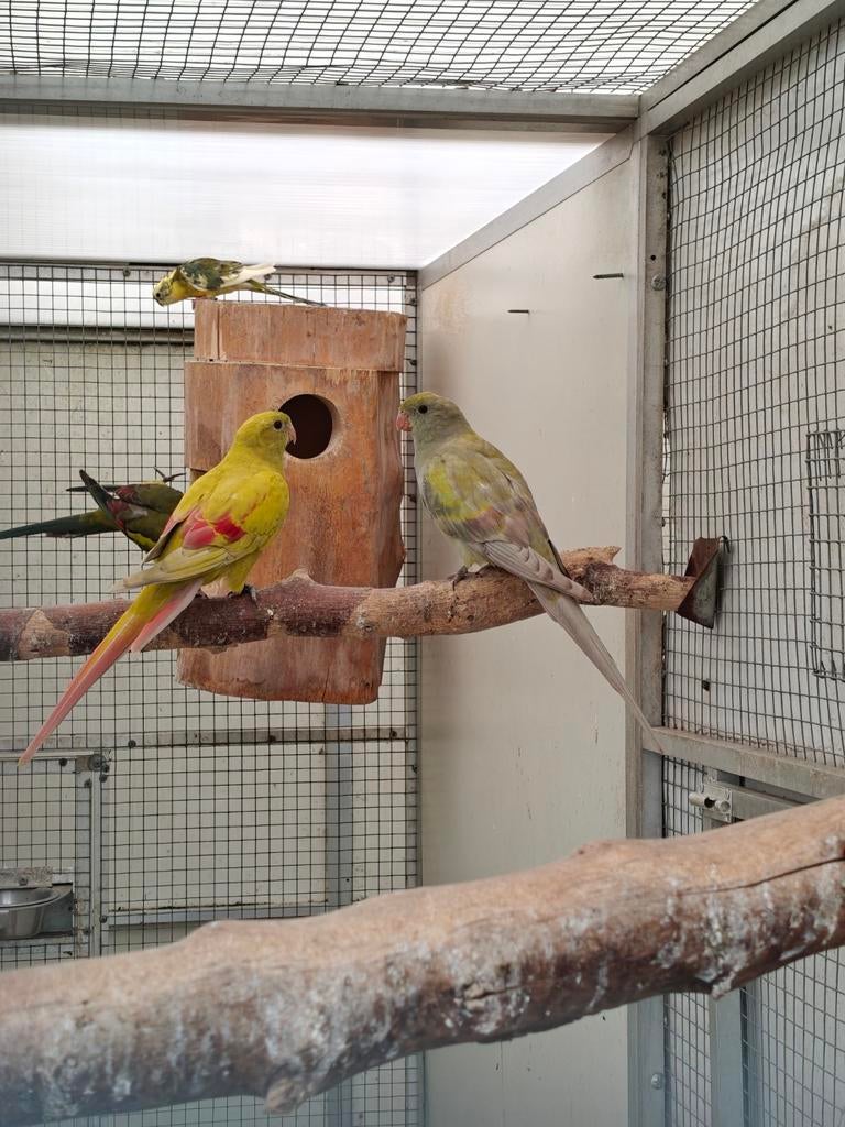 Mutations des perruches de montagne 2025, Animaux & Accessoires, Oiseaux | Perruches & Perroquets, Perruche, Plusieurs animaux