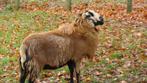 Barbados Blackbelly bok, Dieren en Toebehoren, Schapen, Geiten en Varkens, Mannelijk, Schaap, 0 tot 2 jaar