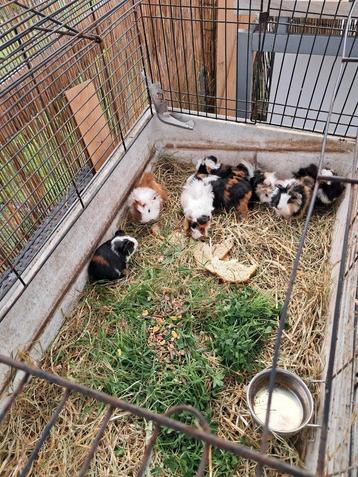 8 kleine cavia's beschikbaar voor biedingen
