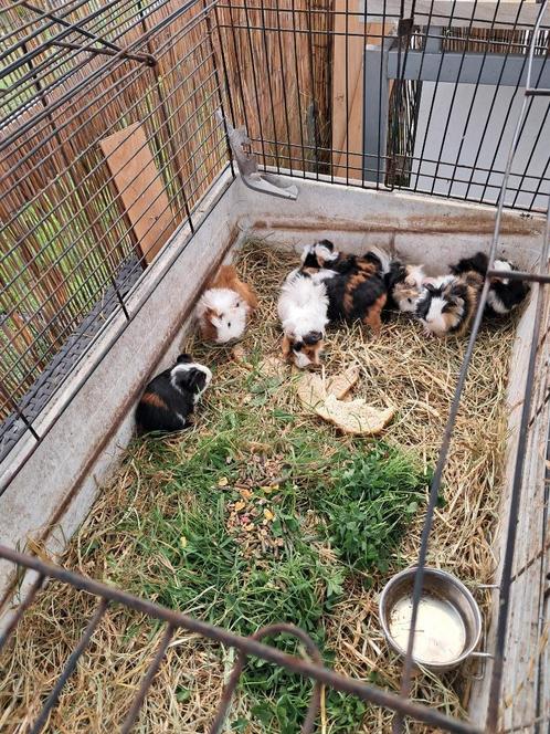 8 kleine cavia's, Dieren en Toebehoren, Knaagdieren, Meerdere dieren, Cavia, Juni, Tam