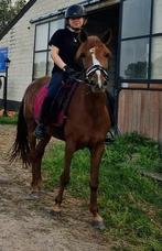 D pony te koop, Merrie