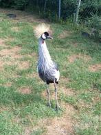 Kroonkraanvogel, Geslacht onbekend, Geringd
